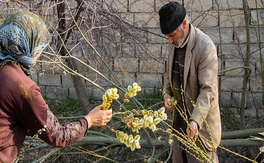 برداشت بیدمشک