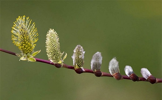  بیدمشک