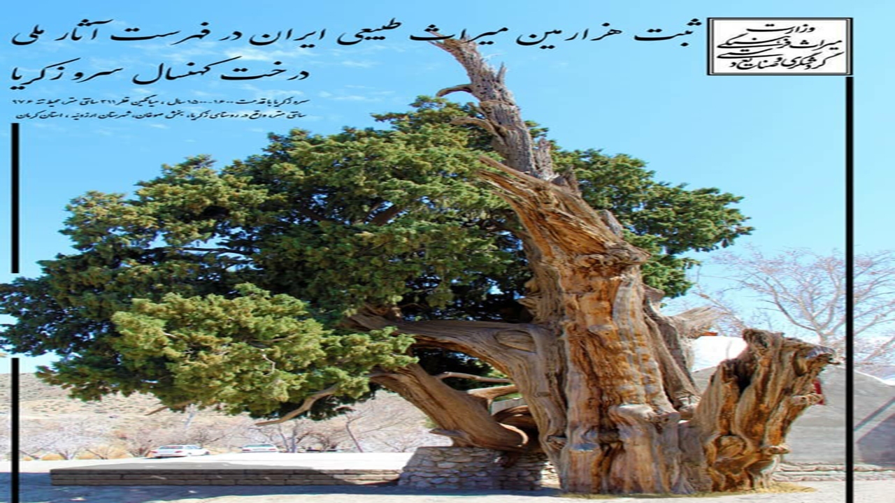 سرو زکریای ارزوئیه به ثبت ملی رسید