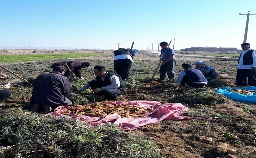 زردک آران و بیدگل زردک آران و بیدگل