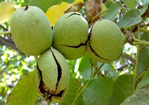 درختان گردوی نی ریز درختان گردوی نی ریز