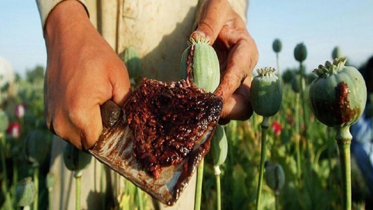 ۵ میلیون نفر از جمعیت افغانستان به مواد مخدر اعتیاد دارند