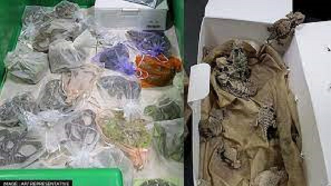پیداکردن ده ها مار و مارمولک در زیر لباس مسافر!