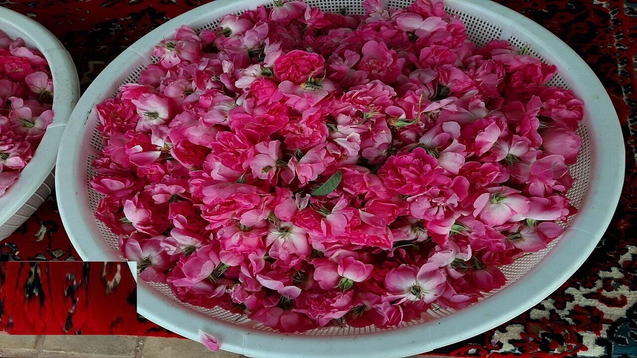 طرح تولید محصولات کشاورزی سلامت محور در قم اجرایی شد