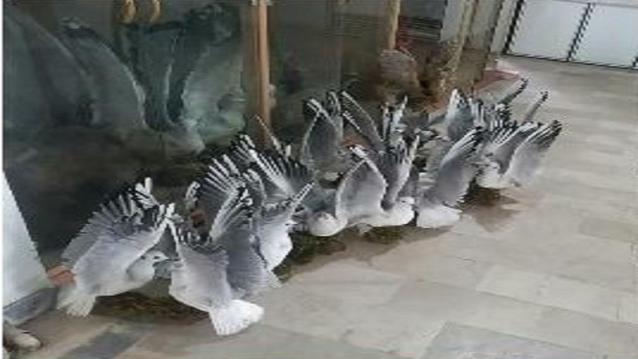 کشف ۲۲ گونه جانوری تاکسیدرمی شده در آمل