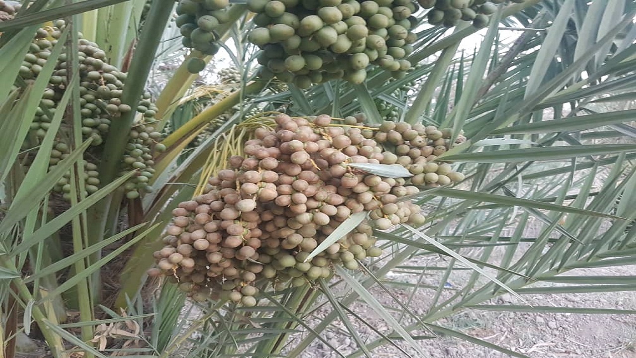 آغاز طرح کنترل آفات چوبخوار درخت نخل در آبادان