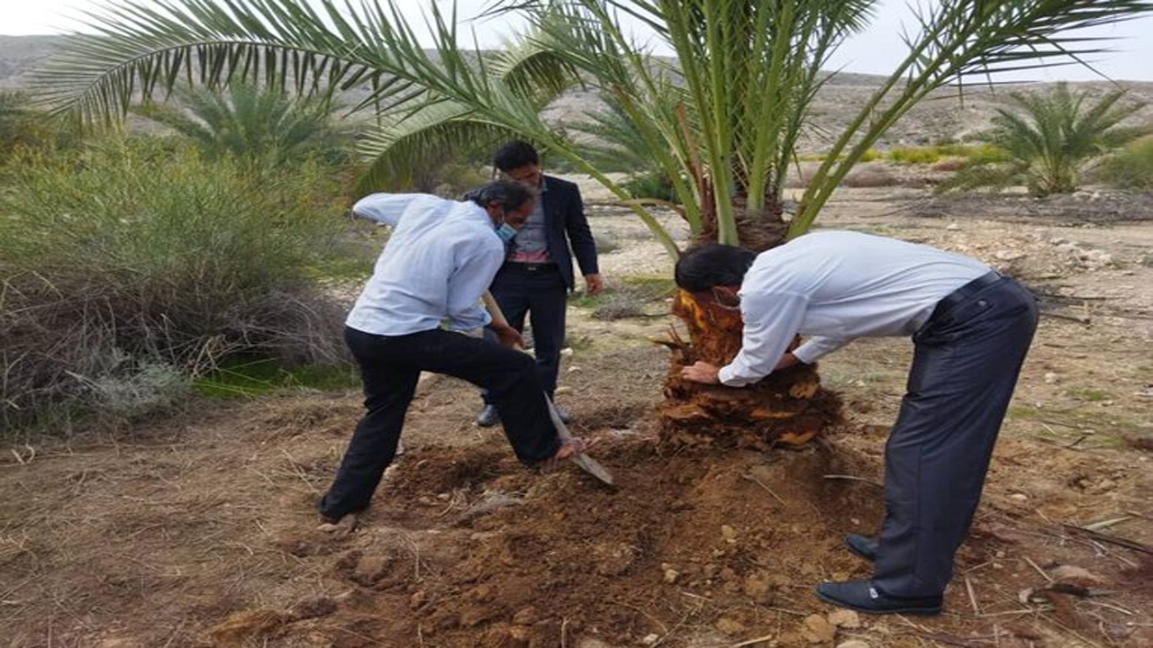 جولان سوسک سرخرطومی حنایی در نخلستان های خنج