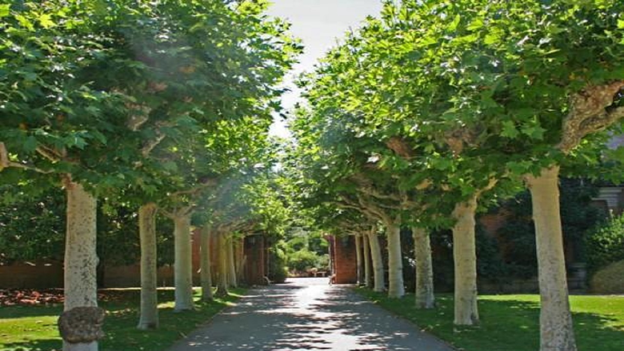 طرحی برای نجات درختان شهر