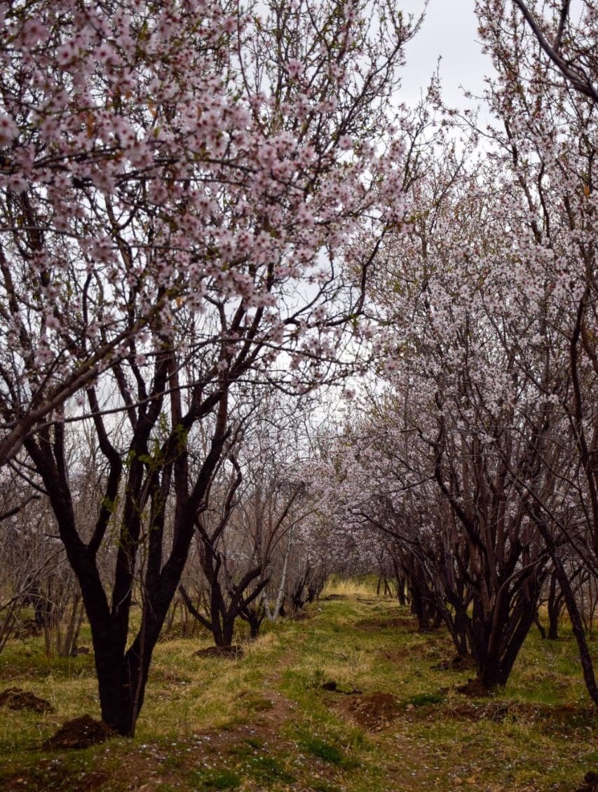 جلوه&lrm; شکوفه های بهاری در دشت بیضا + تصاویر