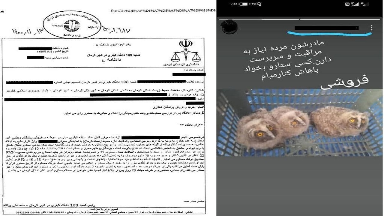 شش ماه حبس تعزیری جزای فروشنده سه بهله جغد