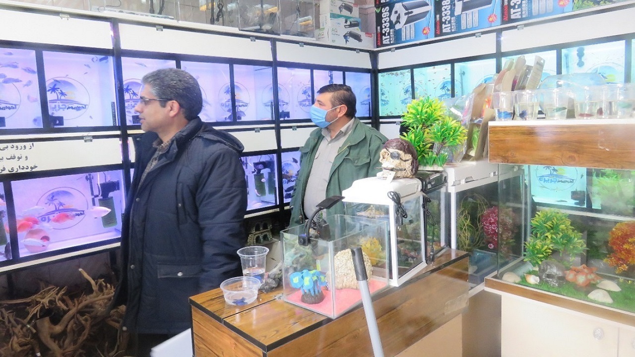 پایش مستمر مراکز عرضه ماهیان وگیاهان زینتی در شهر اردبیل