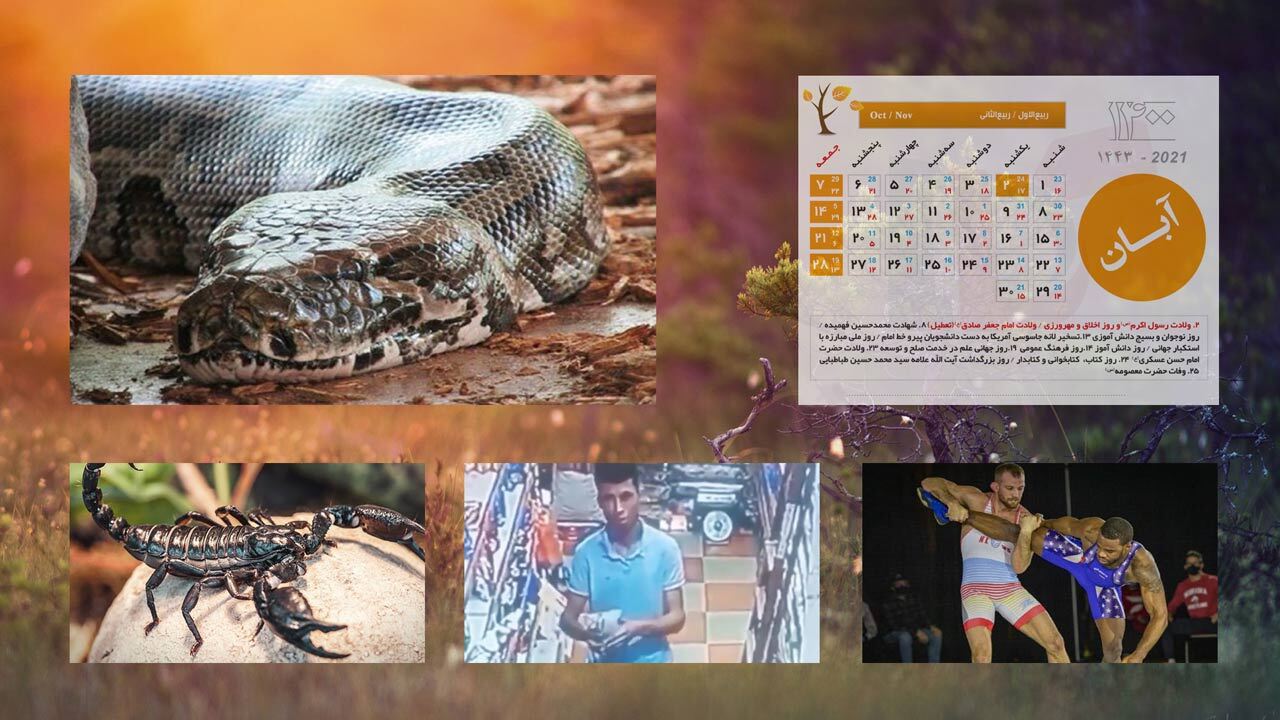 شکار مار پیتون توسط اهالی بومی صحرای آفریقا/ حرکت خنده دار یک سارق پس از دیدن دوربین مداربسته/ کشتی جذاب جردن باروز و دیوید تیلور