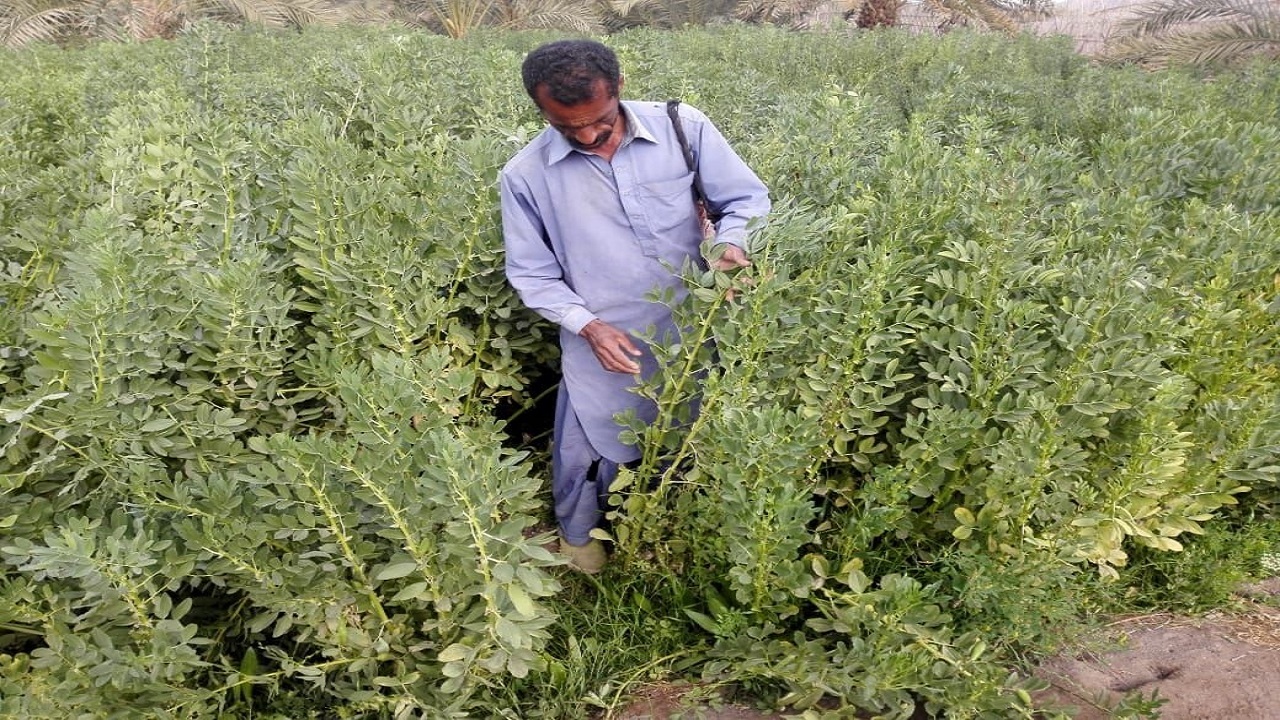 برداشت باقلا از سطح مزارع لاشار