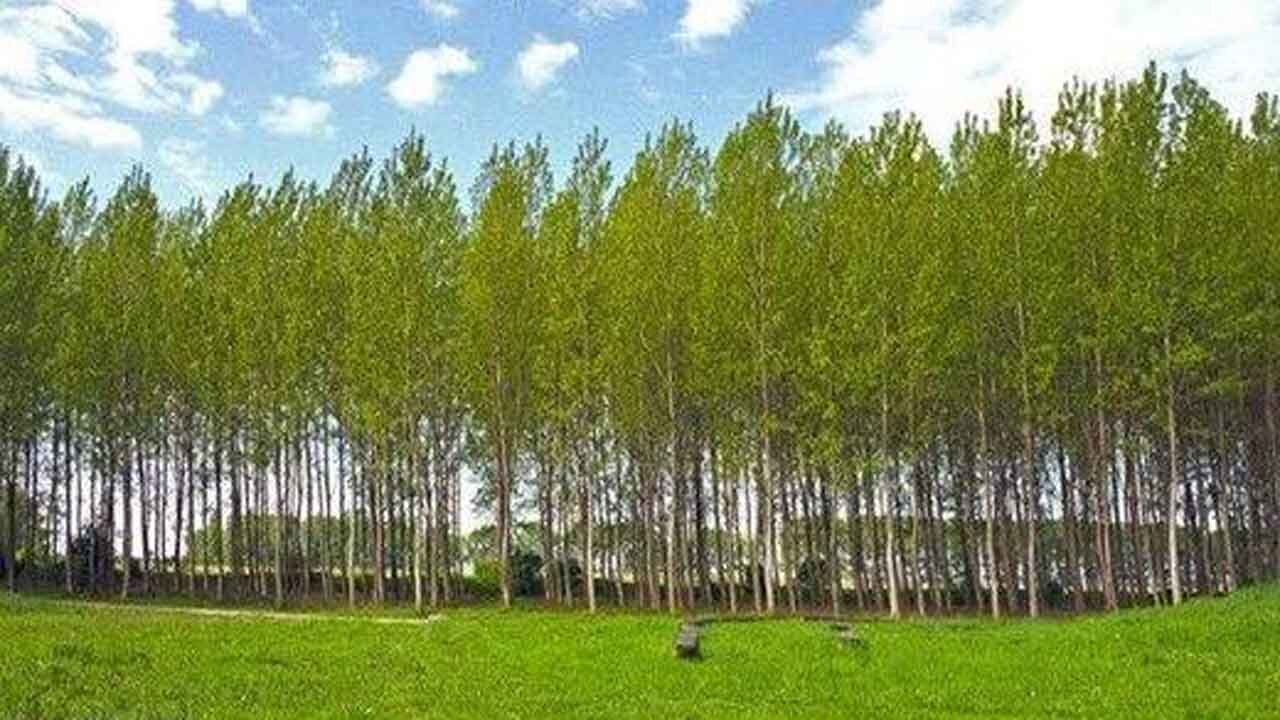 زراعت چوب در ۶۰ هکتار از اراضی آمل