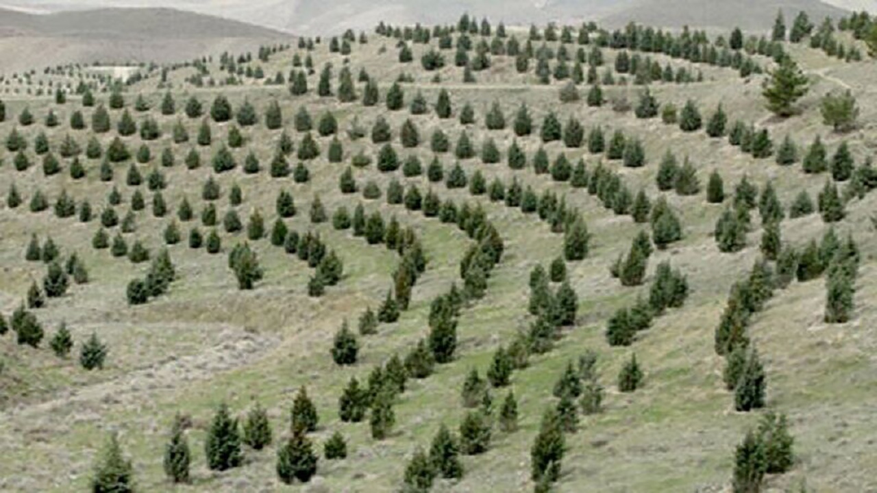 ۳۲ هزار اصله نهال در کشت و صنعت مغان کاشته می‌شود