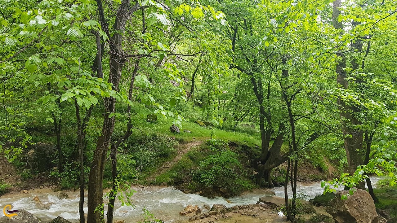 ۱۱ هزار هکتار از عرصه‌های جنگلی پارک ملی گلستان سند دار شد