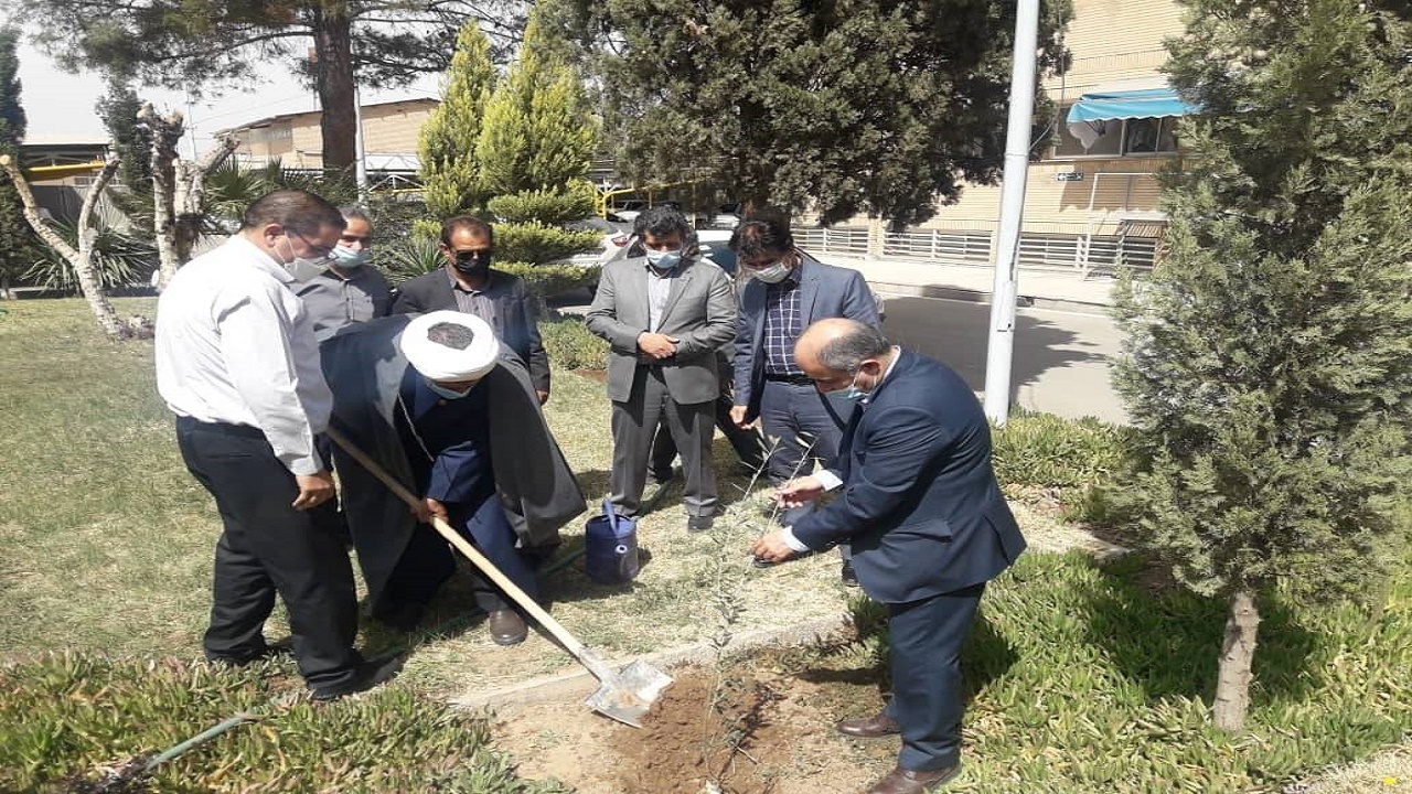 کاشت درخت بیاد شهدا مدافع حرم در اداره برق کرمان