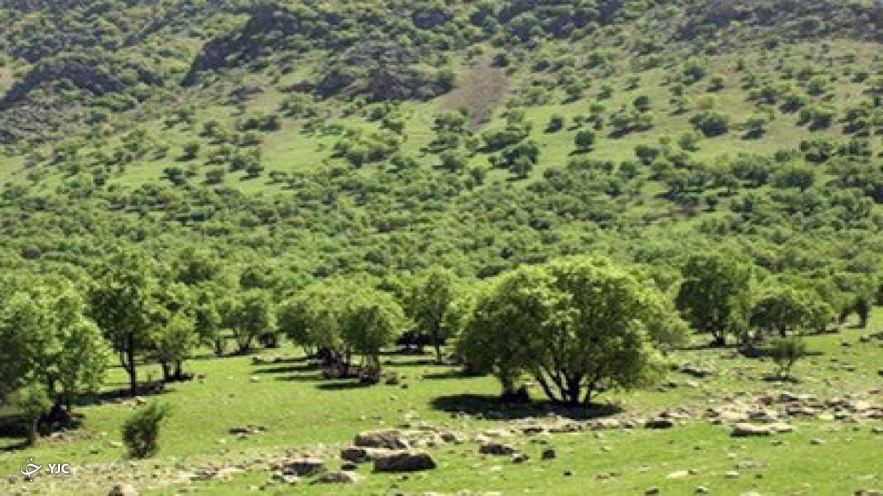 ۳۶ هزار هکتار ذخیره‌گاه منابع طبیعی در مهاباد شناسایی شد