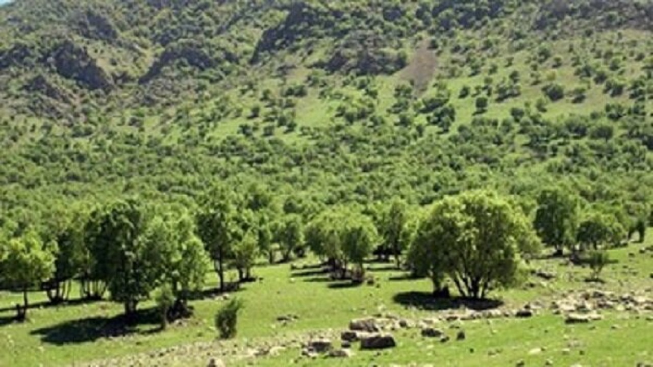 اضافه شدن ۶۲ هکتار به ذخیره گاه های جنگلی استان همدان