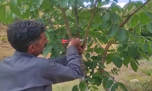 ۲۱ درصد تولید گردو کشور در استان همدان سرشاخه زنی و پیوندک درخت گردو