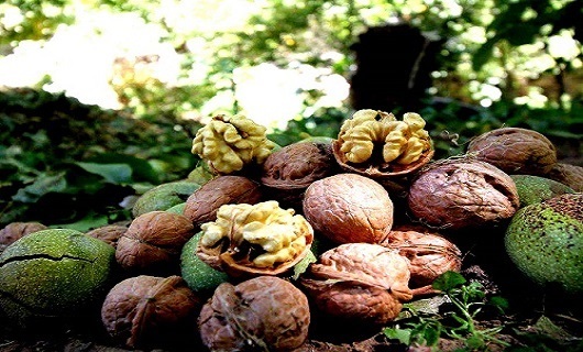 ۲۱ درصد تولید گردو کشور در استان همدان گردوی تویسرکان