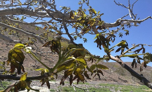 سرما زدگی درختان گردو ۲۱ درصد تولید گردو کشور در استان همدان