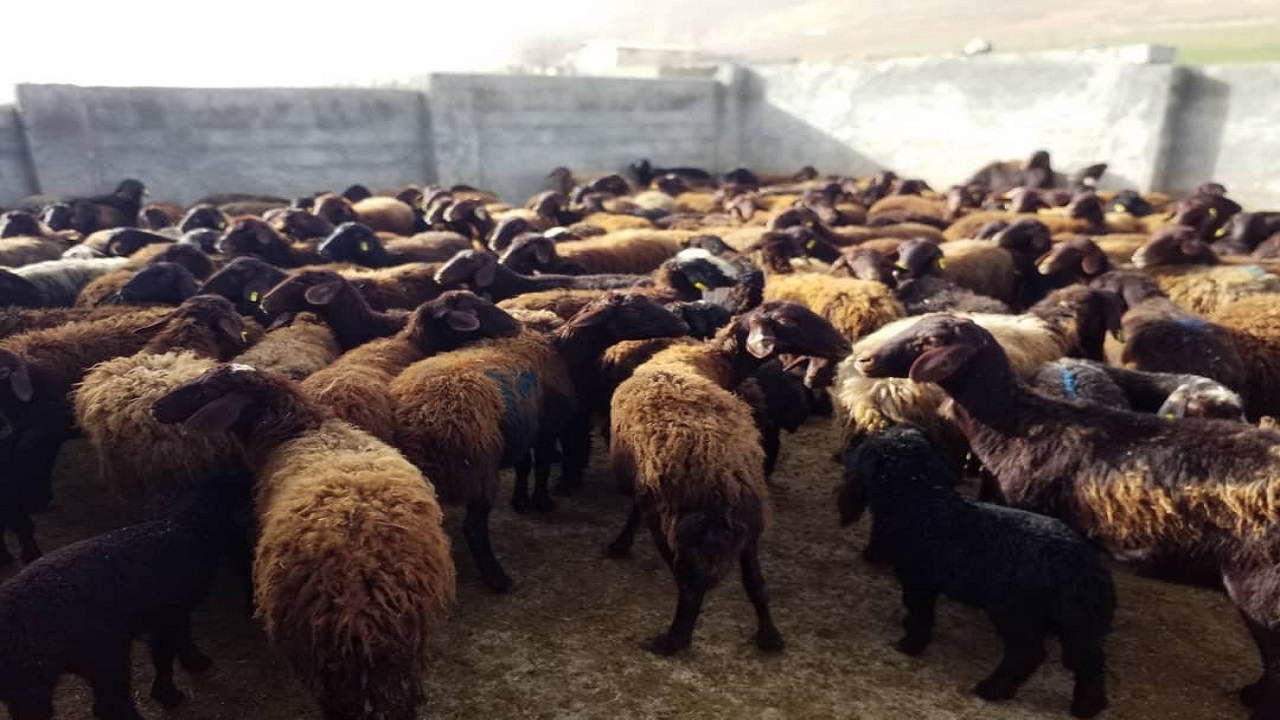 اشتغالزایی اوقاف برای بیش از ۶۰ خانواده روستایی در کردستان
