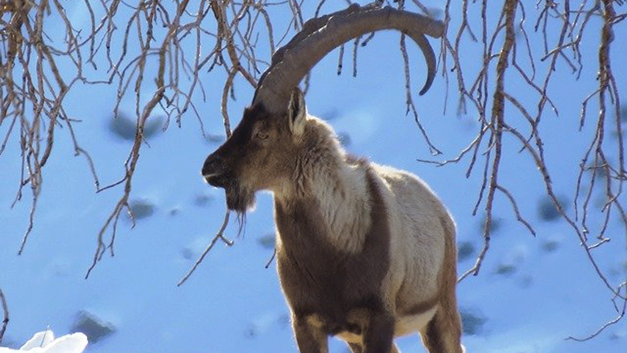 سرعت و مهارت دیدنی بز کوهی در کوه‌ های پر از برف + فیلم