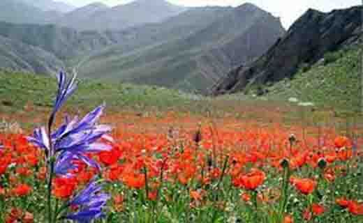 دشت لاله های واژگون