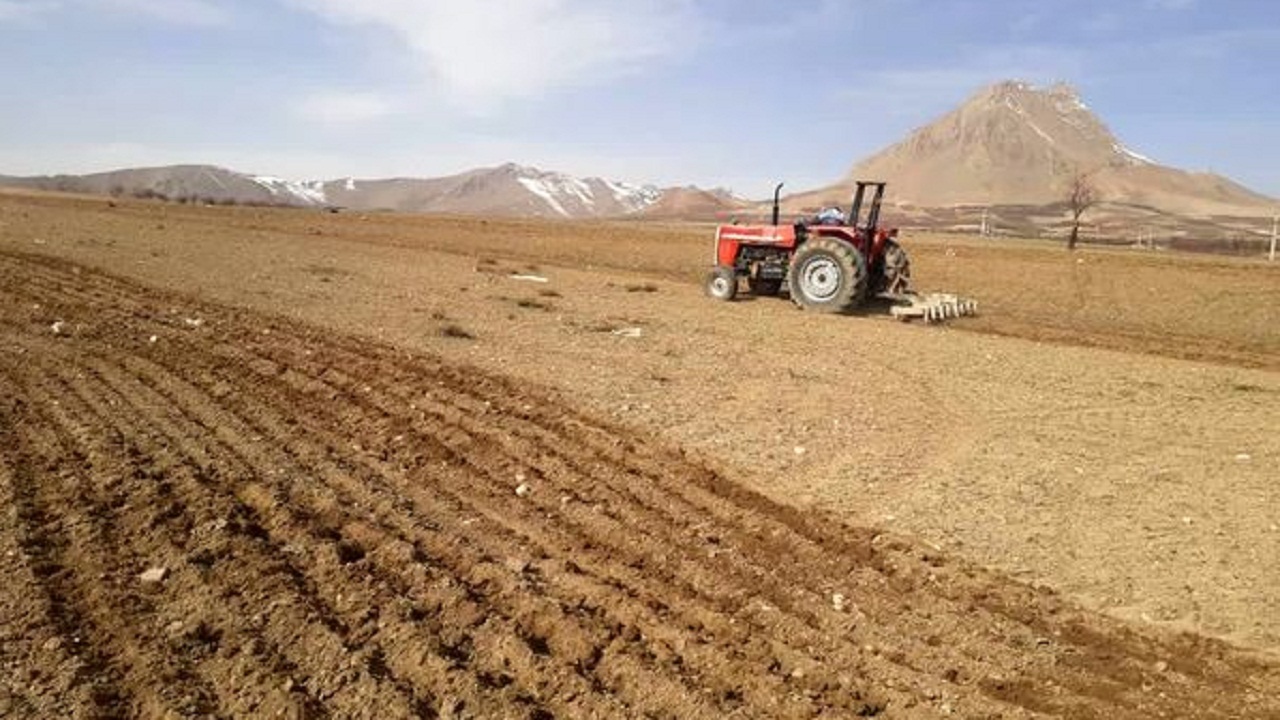 کشت زیره سبز و سیاهدانه در اراضی کشاورزی سامان