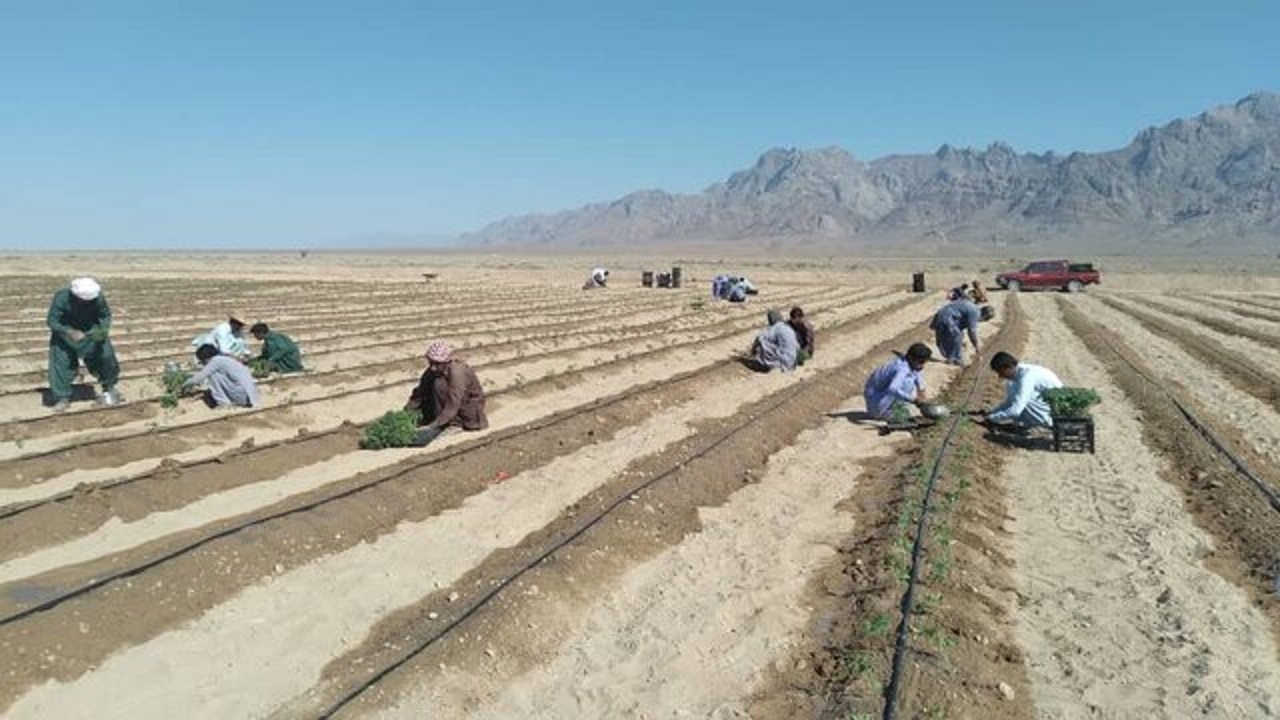 توسعه کشت‌های الگویی در مهرستان