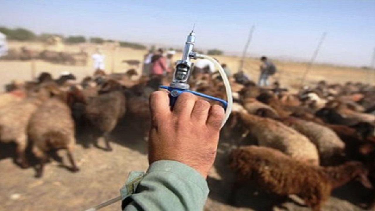 واکسینه شدن دام علیه بیماری تب برفکی