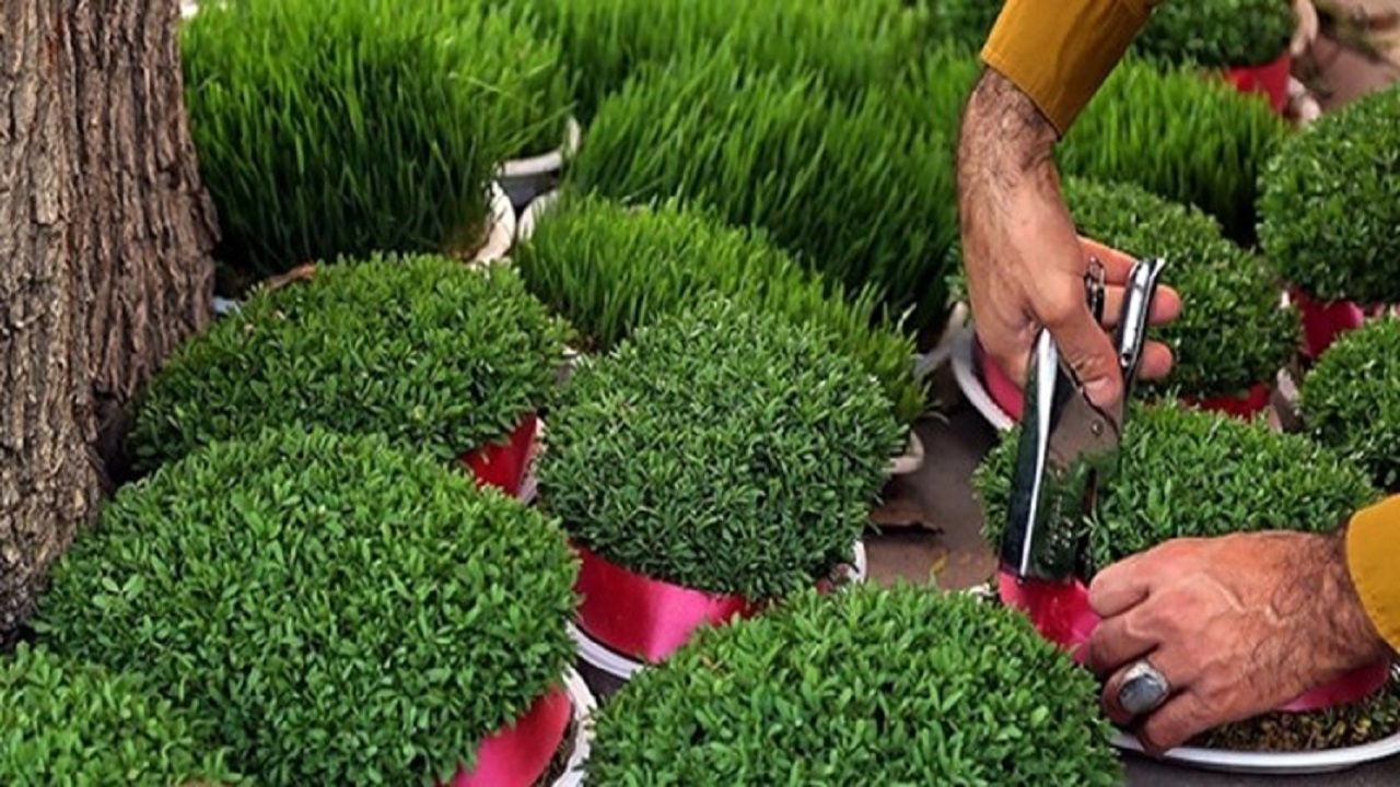 توصیه های محیط زیستی برای سبزه هفت سین
