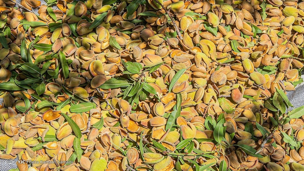 پیشرفت ۵۰ درصدی احداث شهرک تخصصی بادام سامان