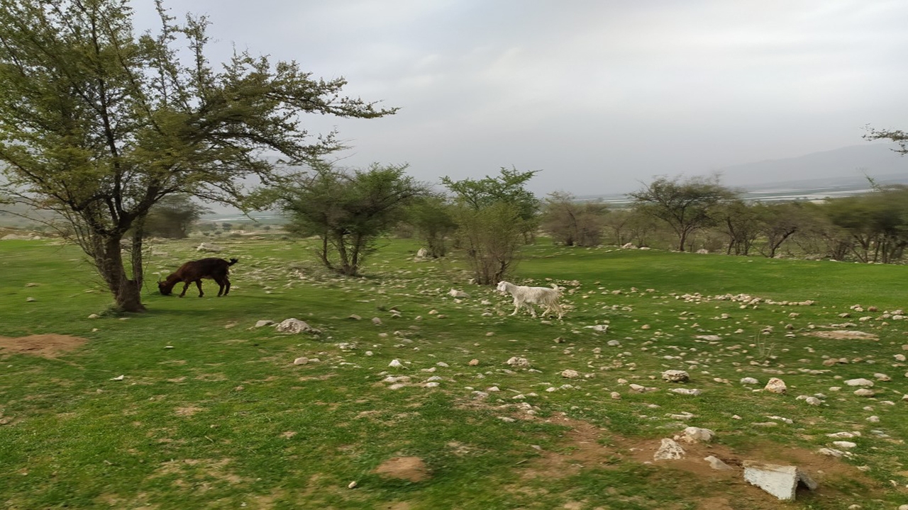 طبیعت روستای کاسکان در کازرون در آستانه بهار + فیلم و تصاویر