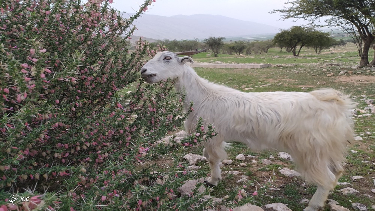 روستای گلستان یا کاسکان