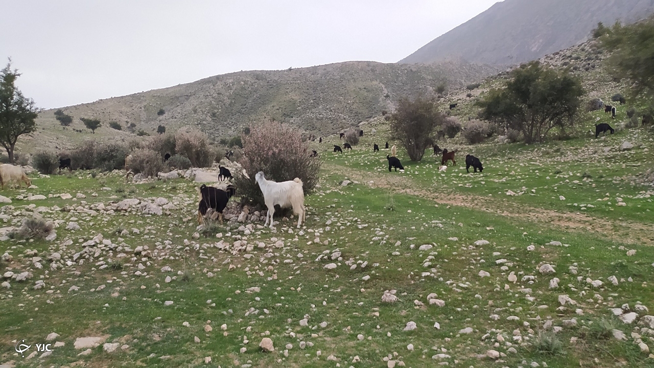 چرای دام