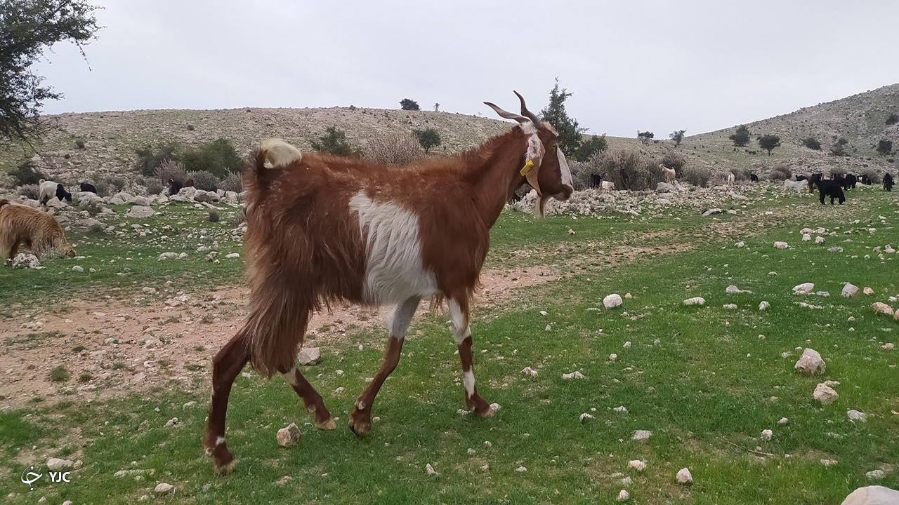  روستای کاسکان 