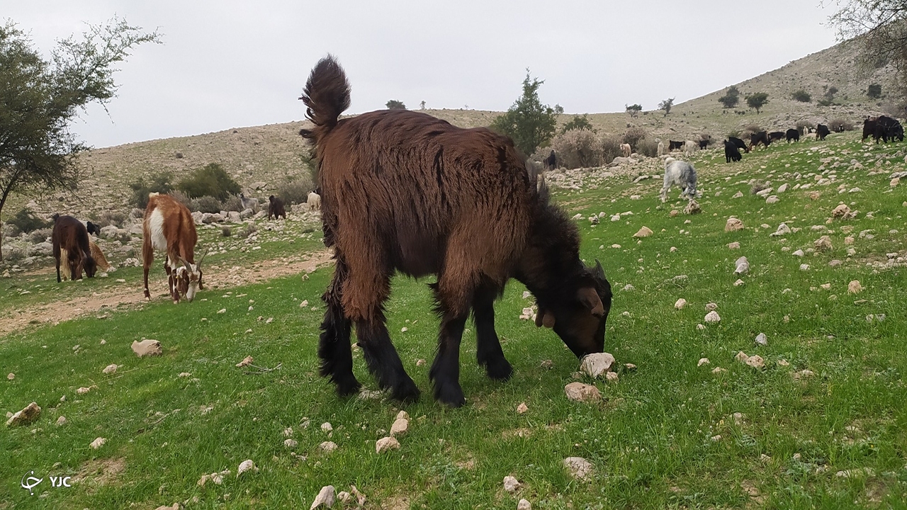 روستای کاسکان در کازرون 