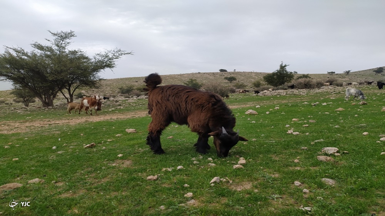 چرای دام در روستا