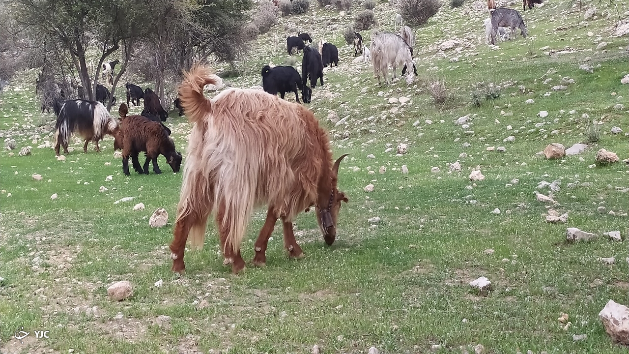 چرای دام