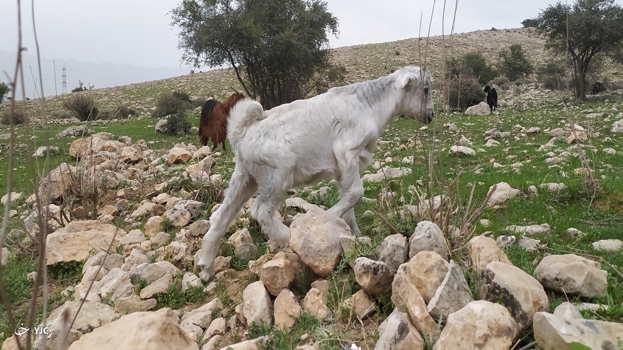  روستای کاسکان در کازرون در آستانه بهار 
