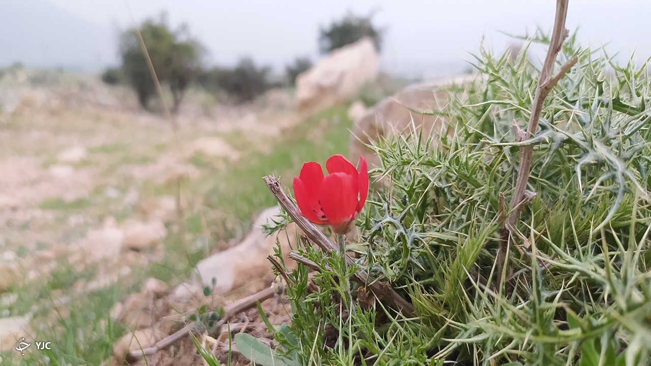 طبیعت 