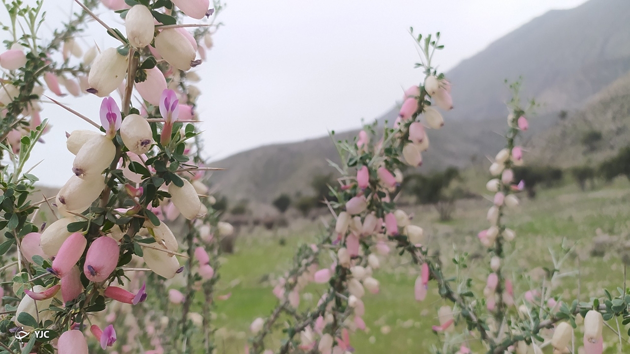 کازرون در آستانه بهار 