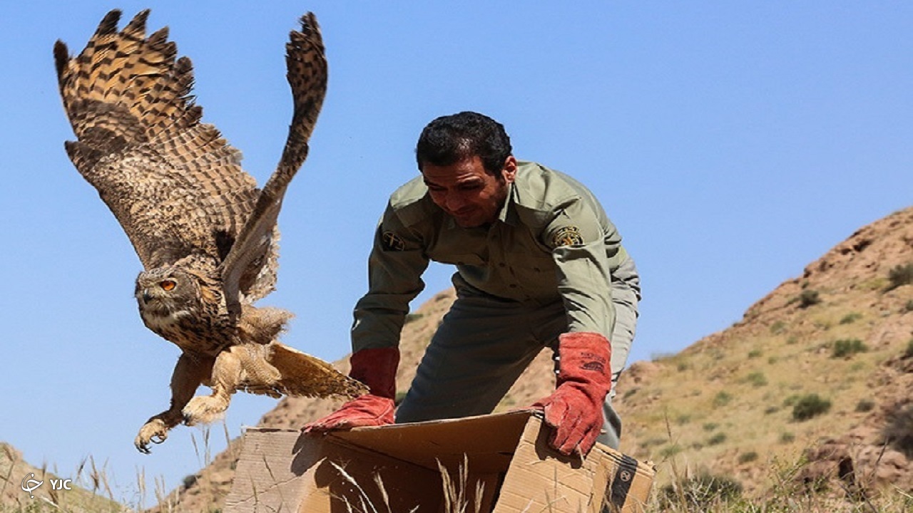 بازگشت ۲۶ پرنده شکاری به آغوش طبیعت استان مرکزی