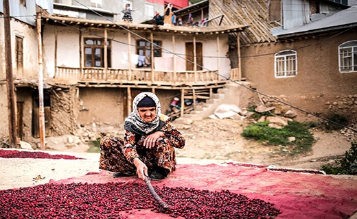 گلیم، فندق و زغال اخته و گیلاس خشک، سوغات الموت