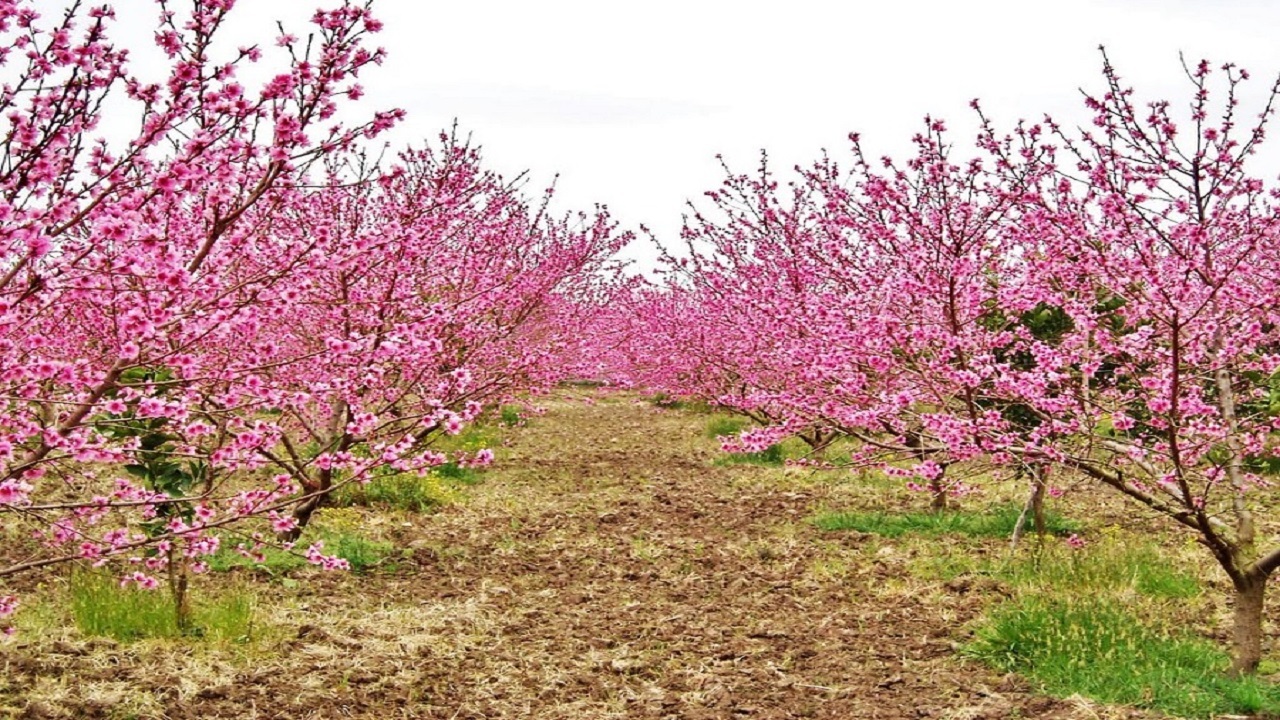 نمایی از شکوفه‌های درختان در آستانه فصل بهار + فیلم