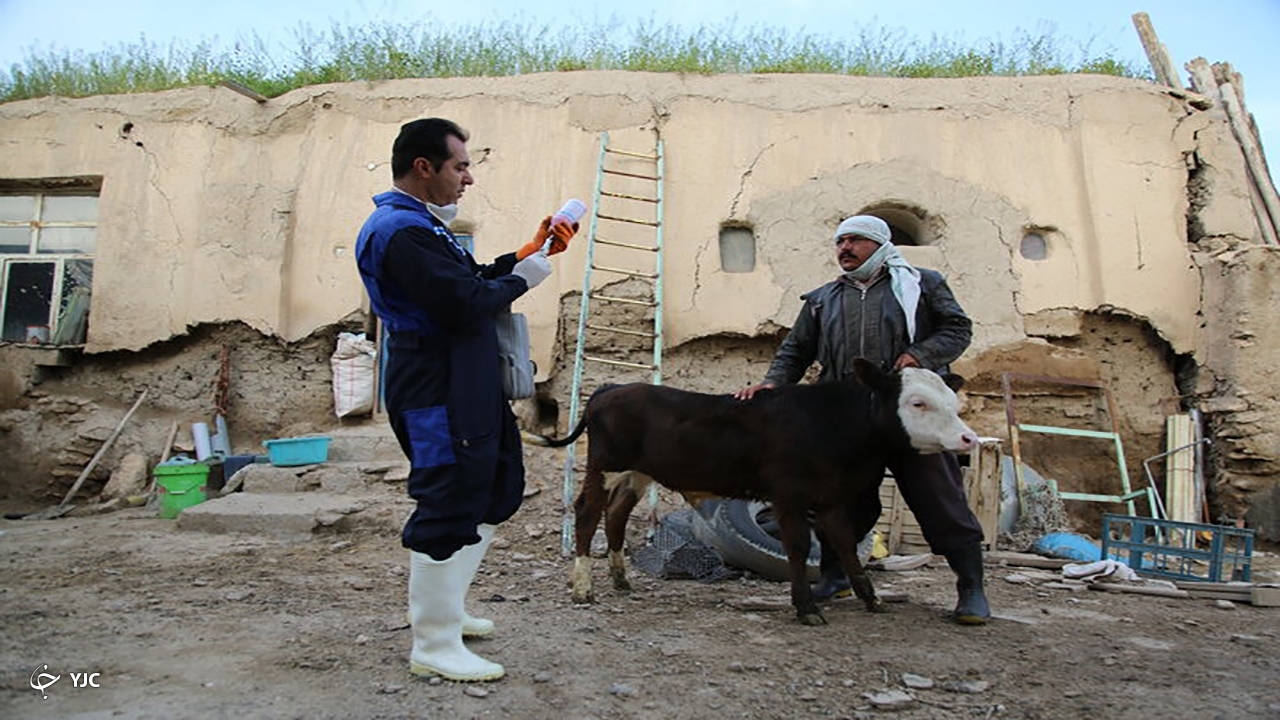 ۸۸۰ هزار و ۱۶۸ نوبت راس دام در مهاباد ایمن سازی شدند