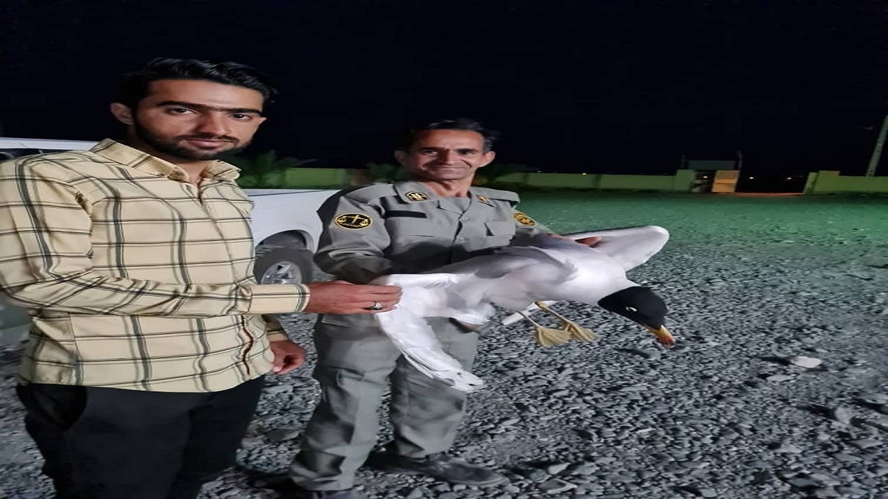 تحویل یک پرنده کاکایی سرسیاه توسط شهروند طبیعت دوست فاریابی