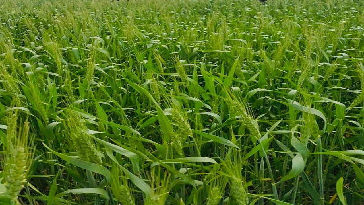 بیش از ۹۰۰ هکتار از مزارع آبادان زیر کشت رفت